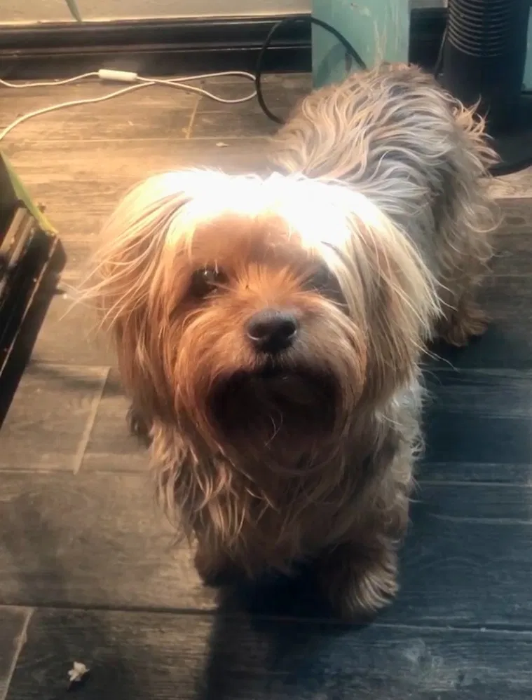 Lost dog in Cashion, OK, 73016