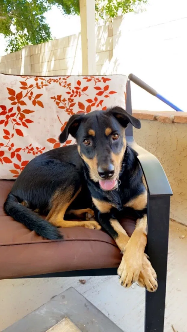 Lost dog in Phoenix, AZ, 85027