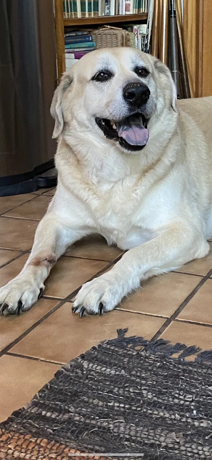 Lost dog in Lawrence, KS, 66047