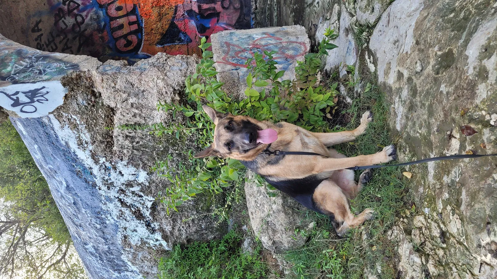 Lost dog in Dallas, TX, 75208