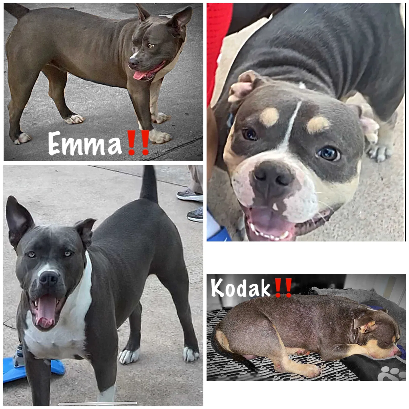 Lost dog in Pasadena, TX, 77502