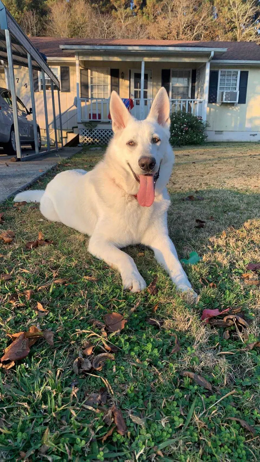 Lost dog in Dalton, GA, 30720