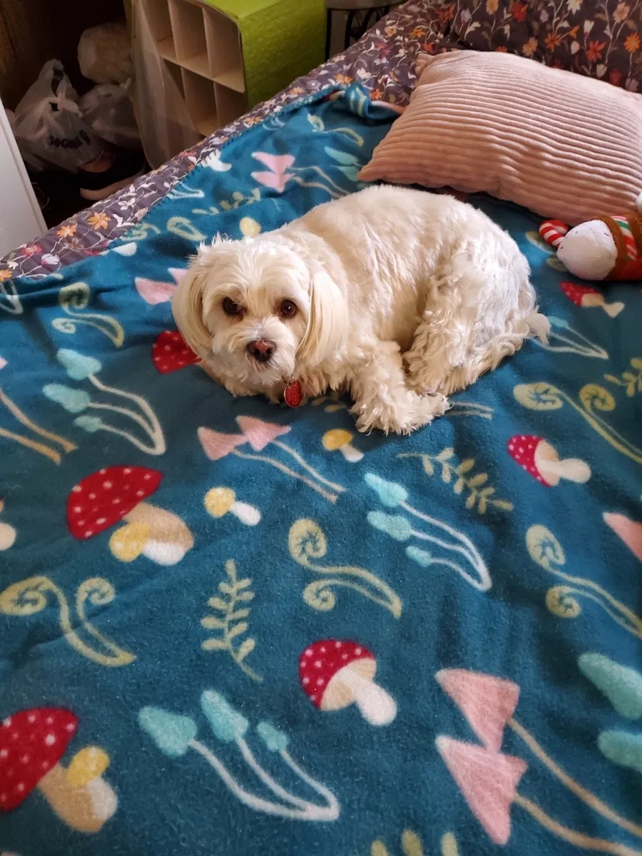 Lost dog in Chandler, AZ, 85225