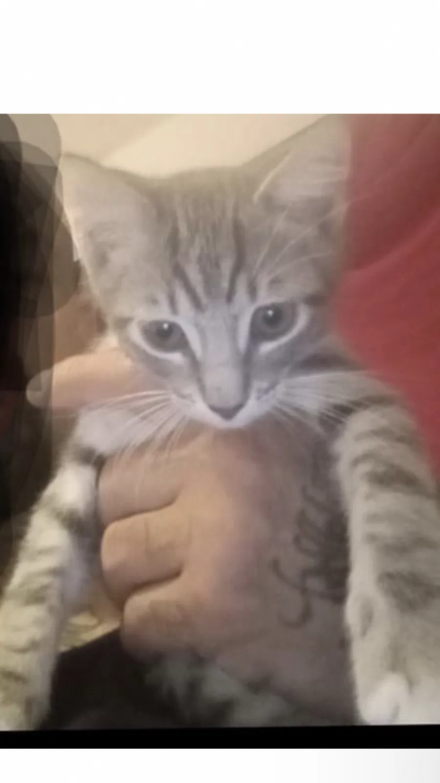 Lost cat in Santa Fe Springs, CA, 90670