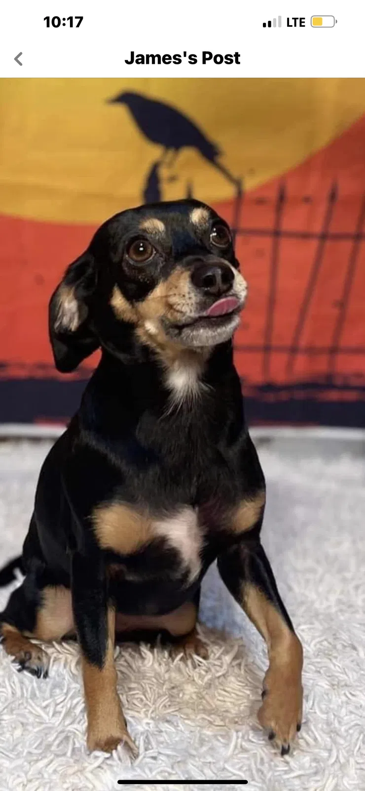 Lost dog in Lafayette, LA, 70508