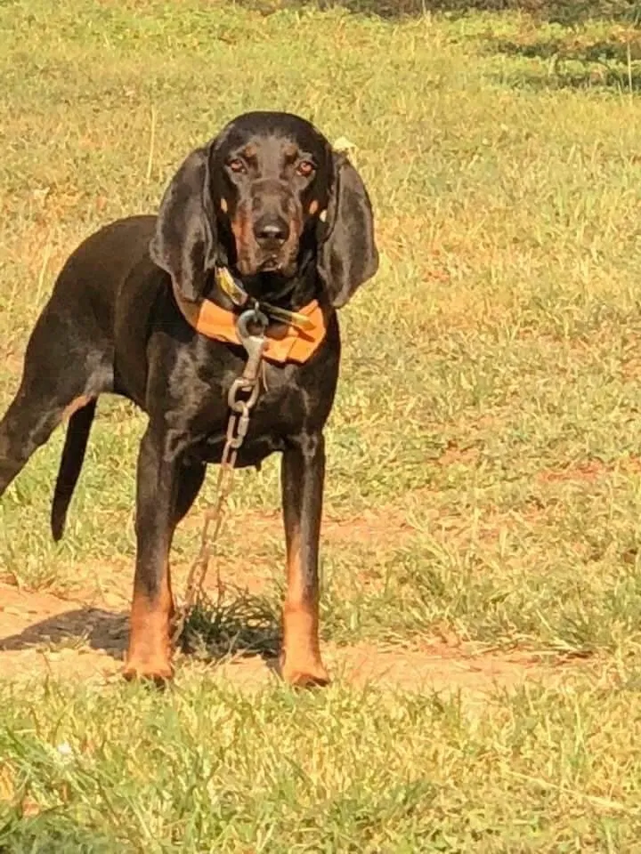 Lost dog in Trion, GA, 30753