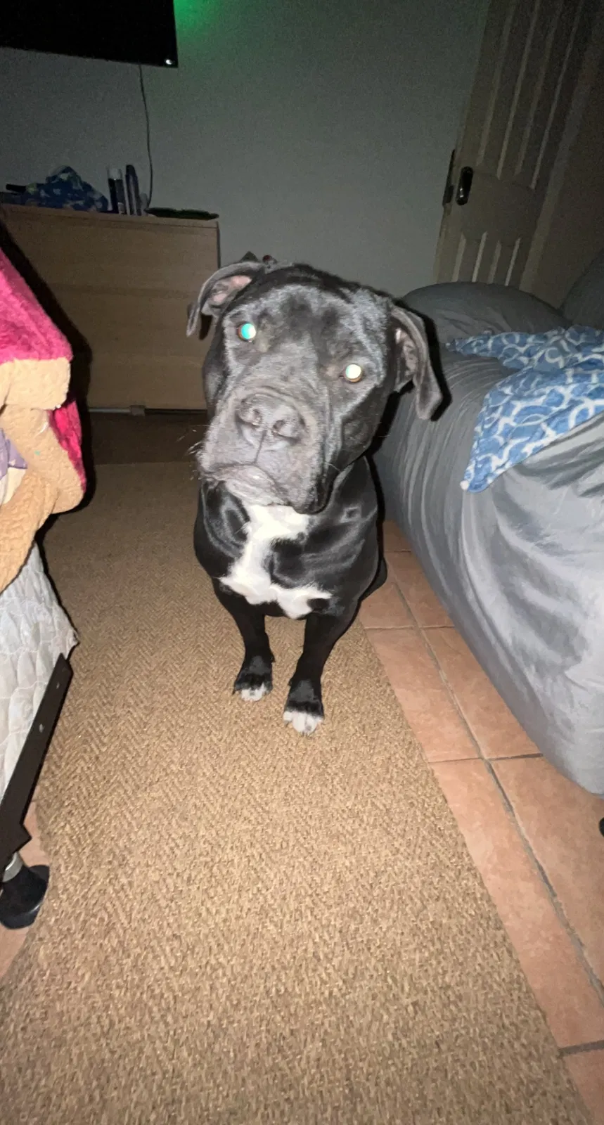 Lost dog in Del Valle, TX, 78617