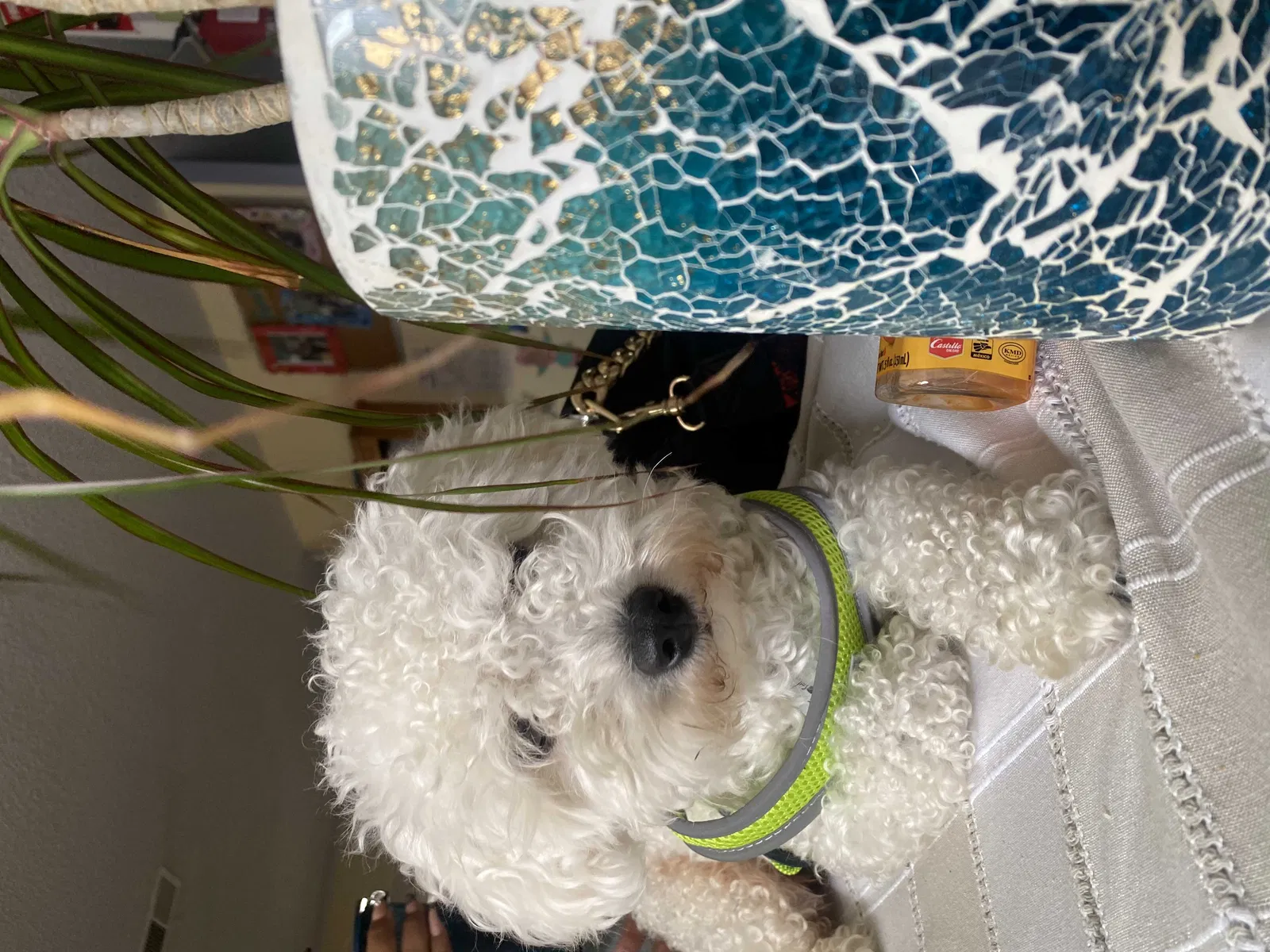 Lost dog in Union City, CA, 94587