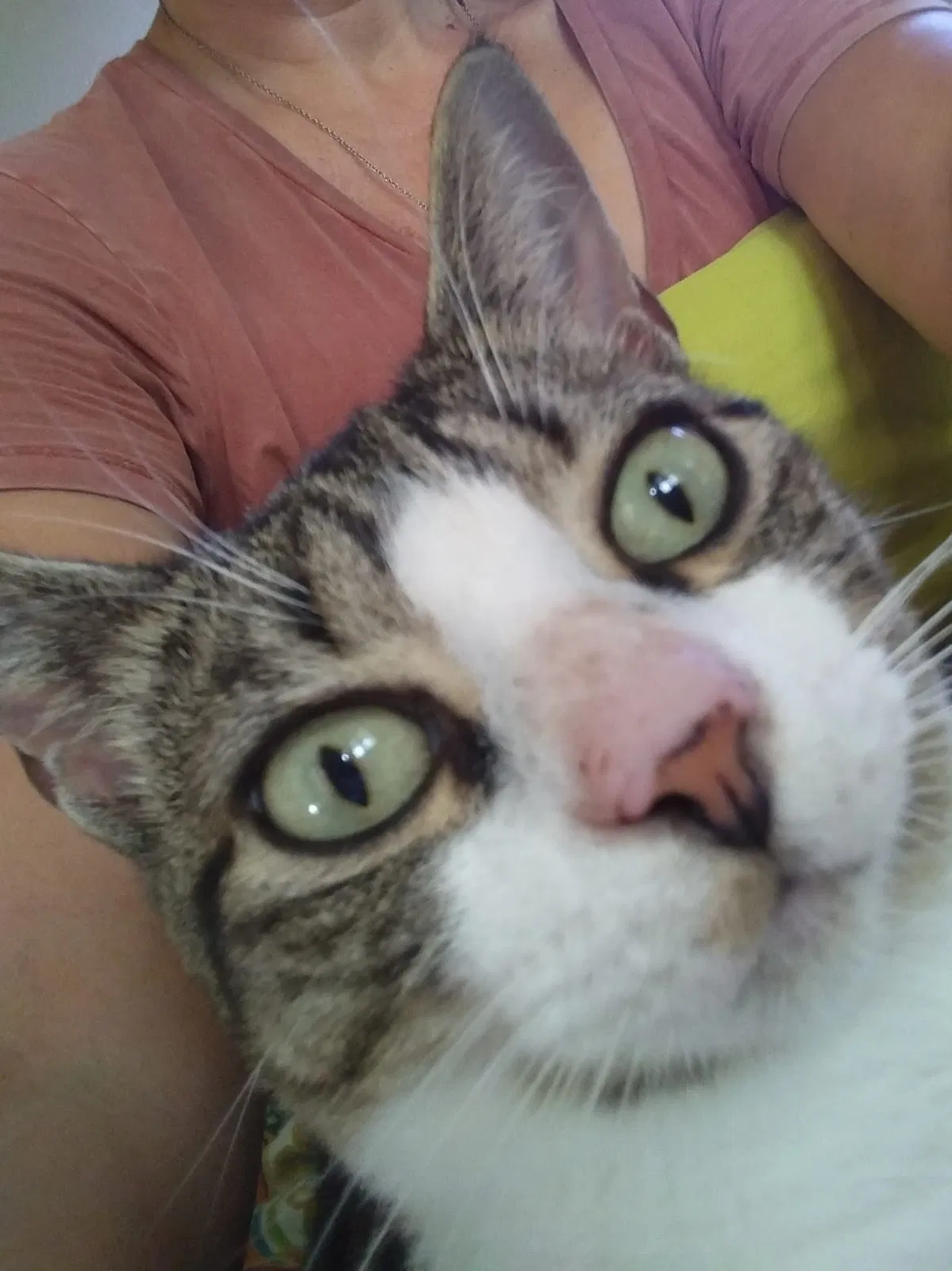 Lost cat in Rice, TX, 75155