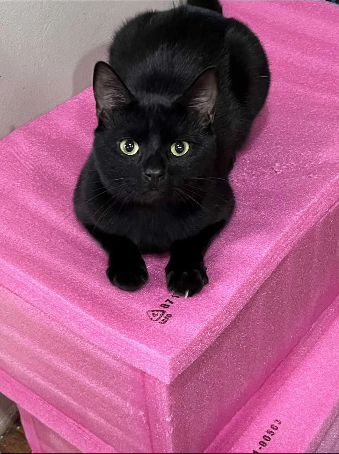 Lost cat in Santa Ana, CA, 92706