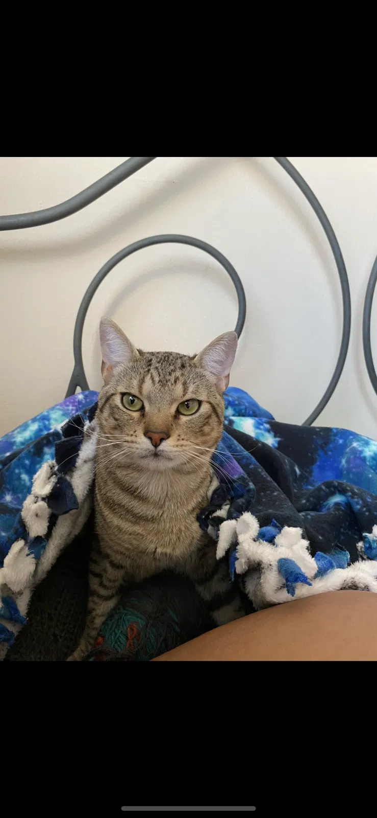 Lost cat in Austin, TX, 78752