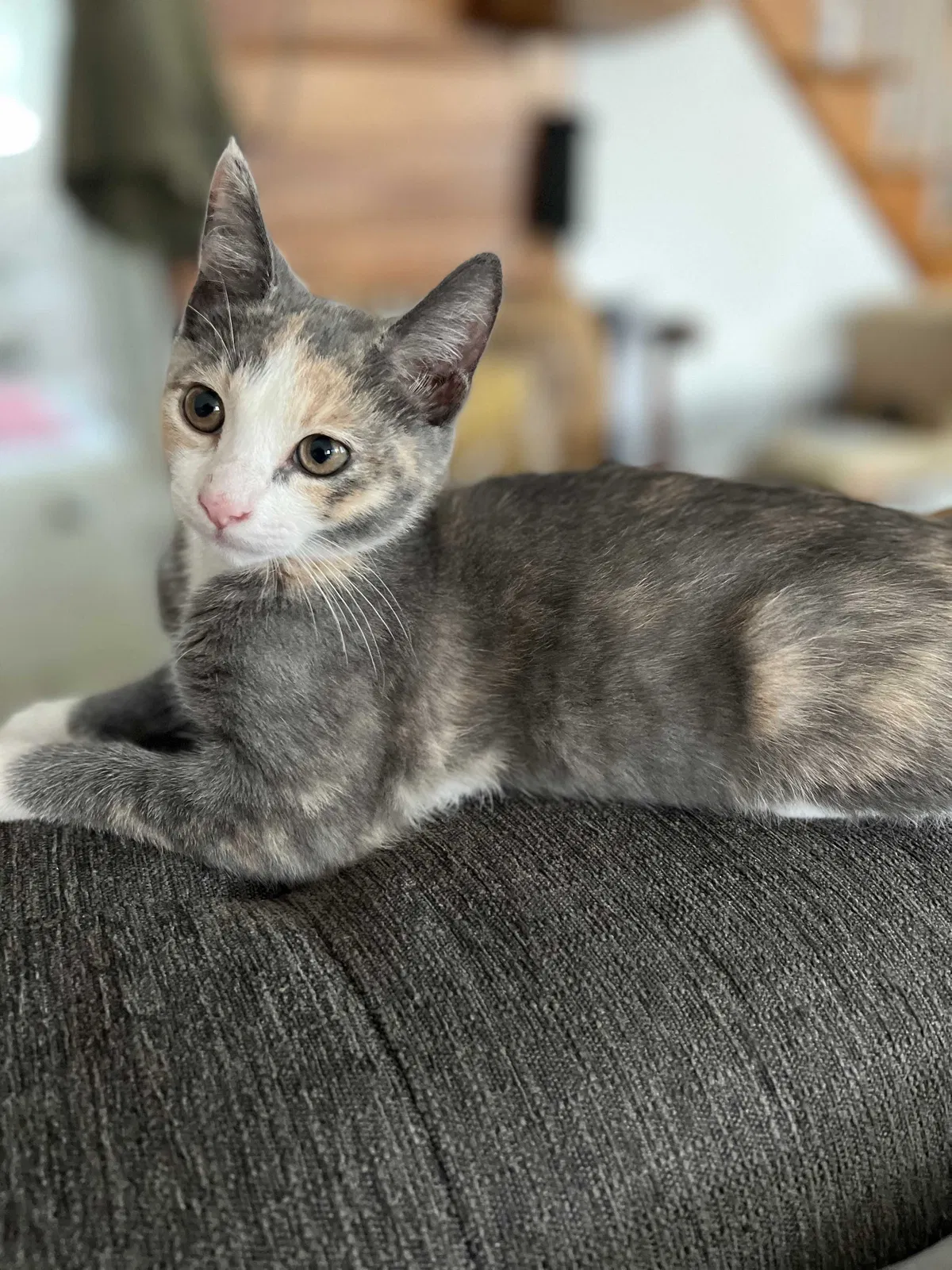 Lost cat in Hampton, VA, 23666