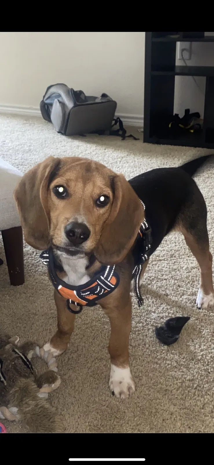 Lost dog in Pembroke Pines, FL, 33028