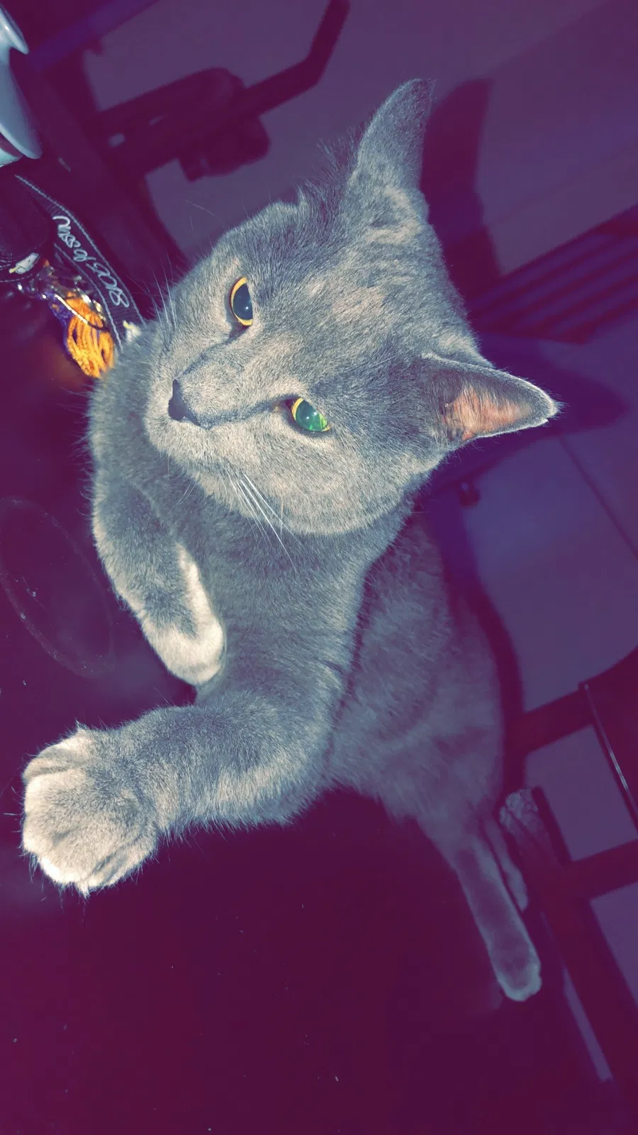Missing Cat