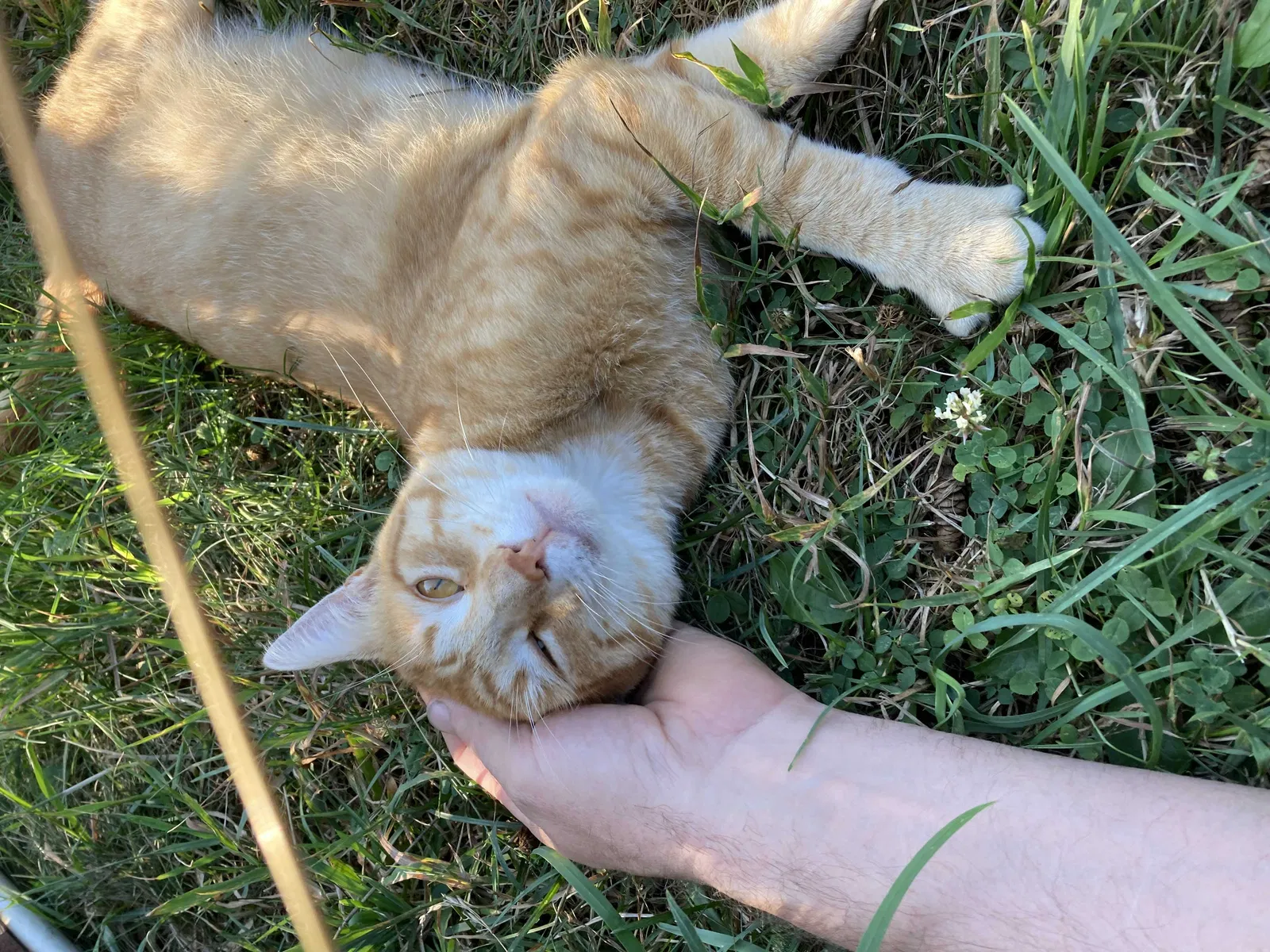 Lost cat in Forestville, NY, 14062