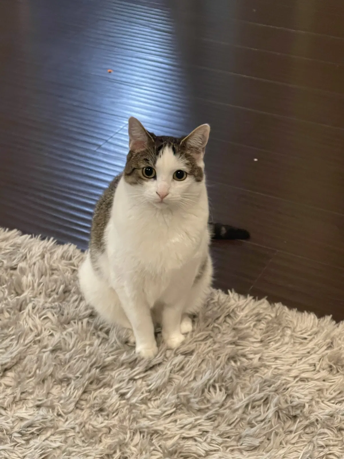 Lost cat in Fontana, CA, 92336