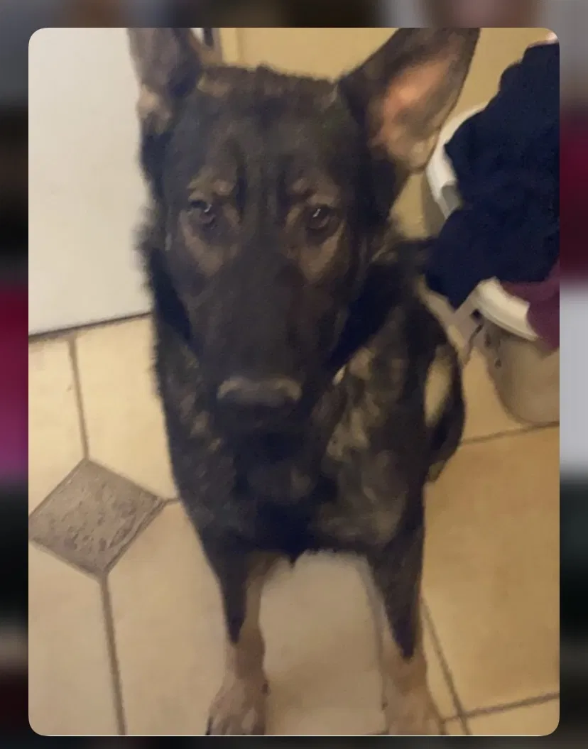 Lost dog in Las Cruces, NM, 88012