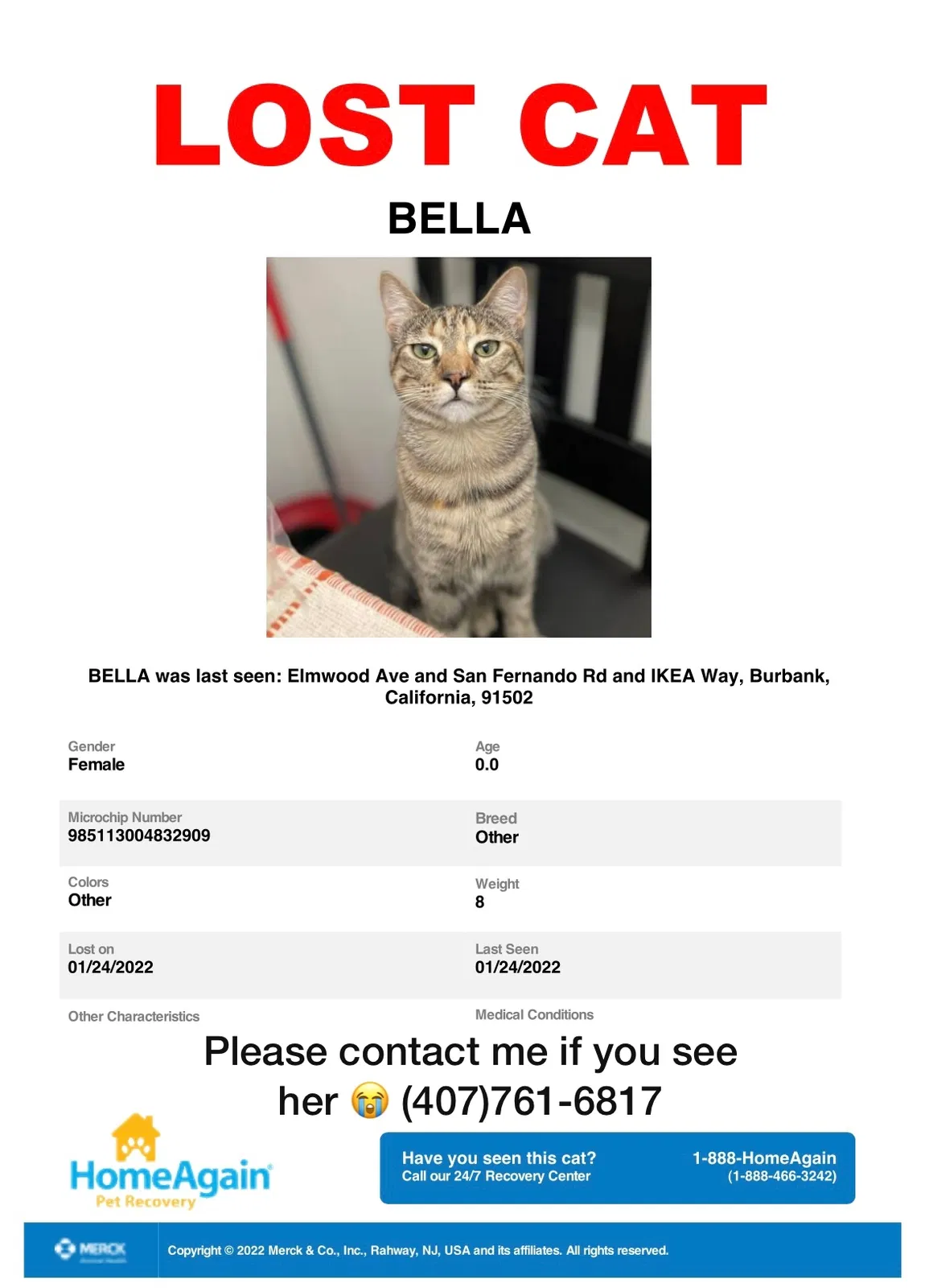 Lost cat in Burbank, CA, 91502