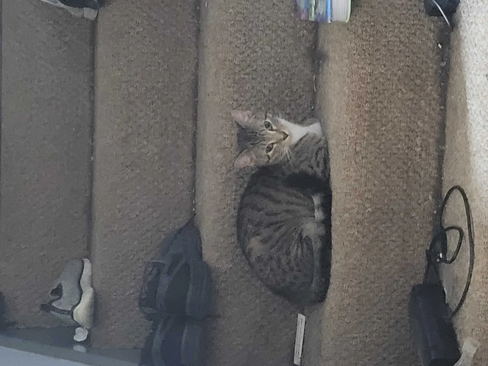 Lost cat in Saint Paul, MN, 55117