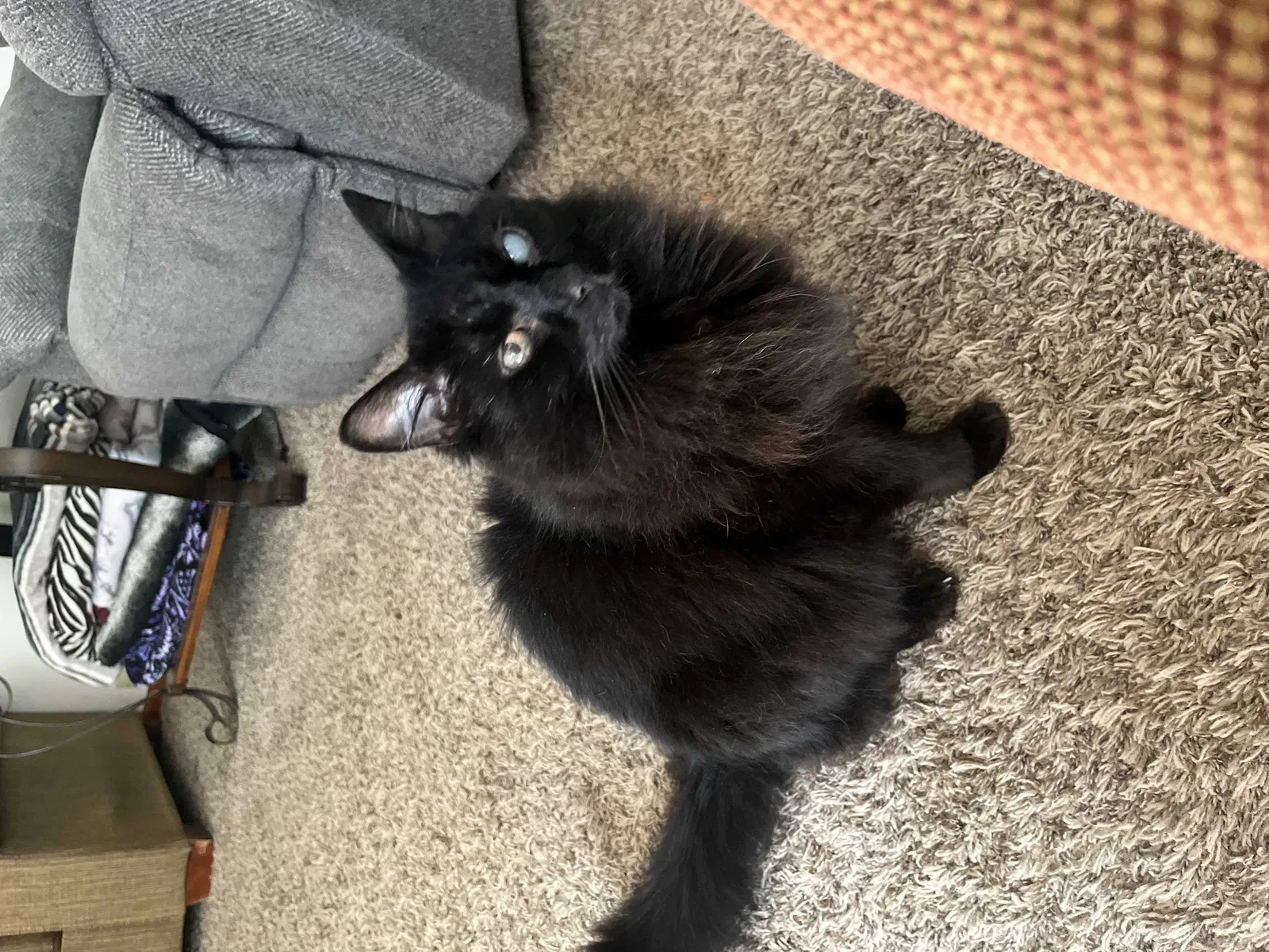 Lost cat in Baden, PA, 15005