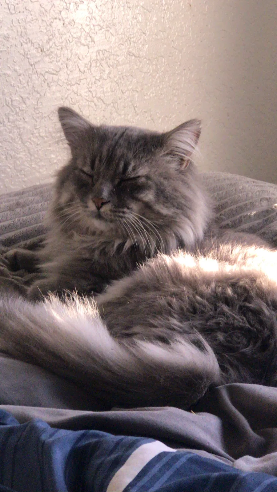 Lost cat in Henderson, NV, 89015