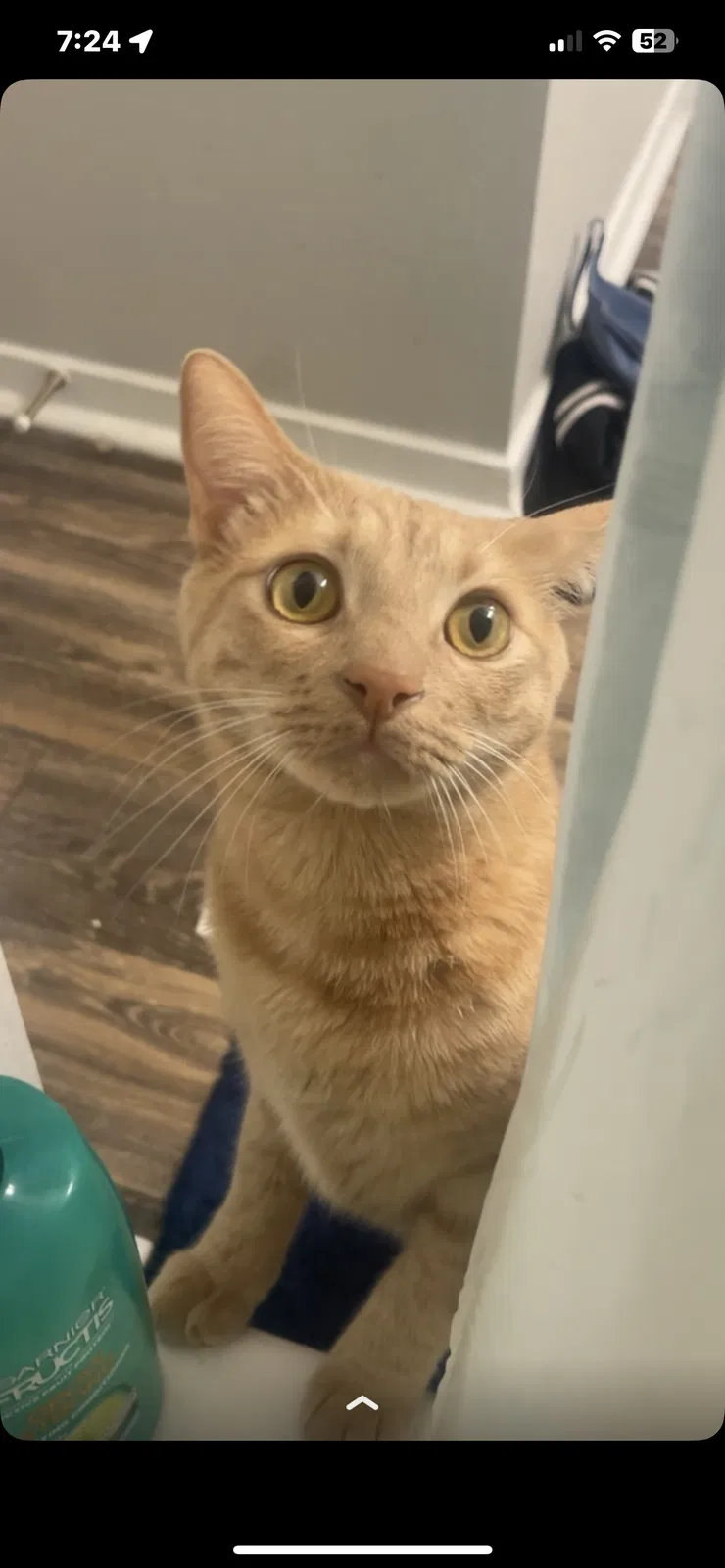 Lost cat in Duluth, GA, 30096