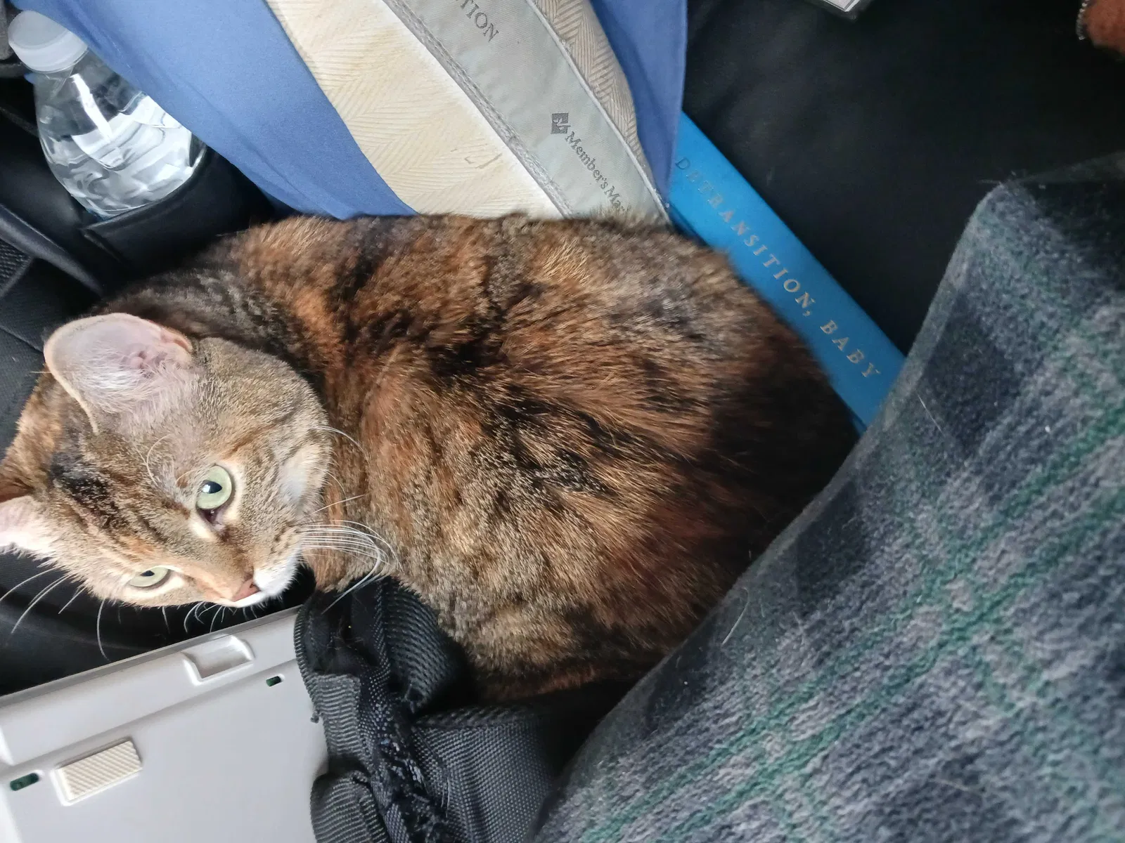Lost cat in Unknown, TX, 86108