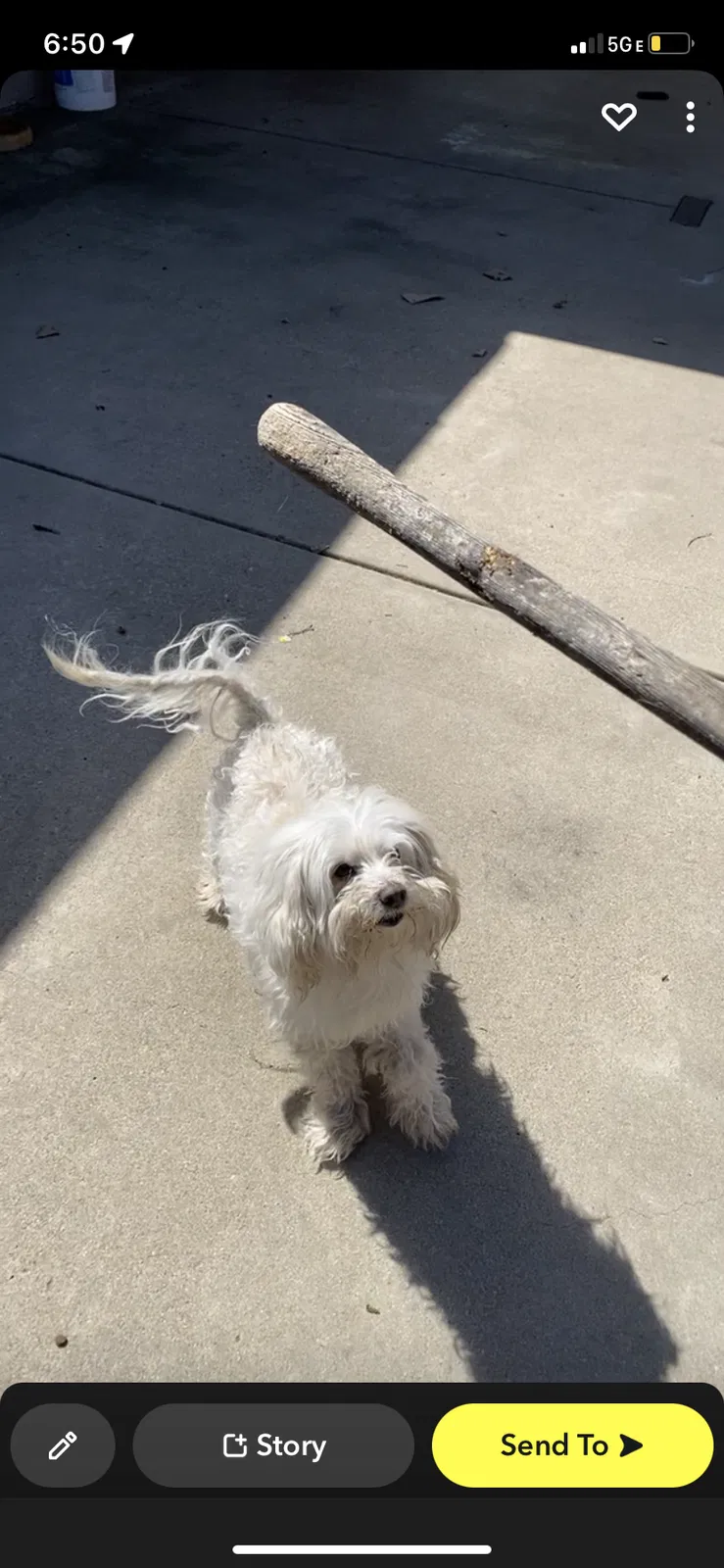 Lost dog in Modesto, CA, 95351