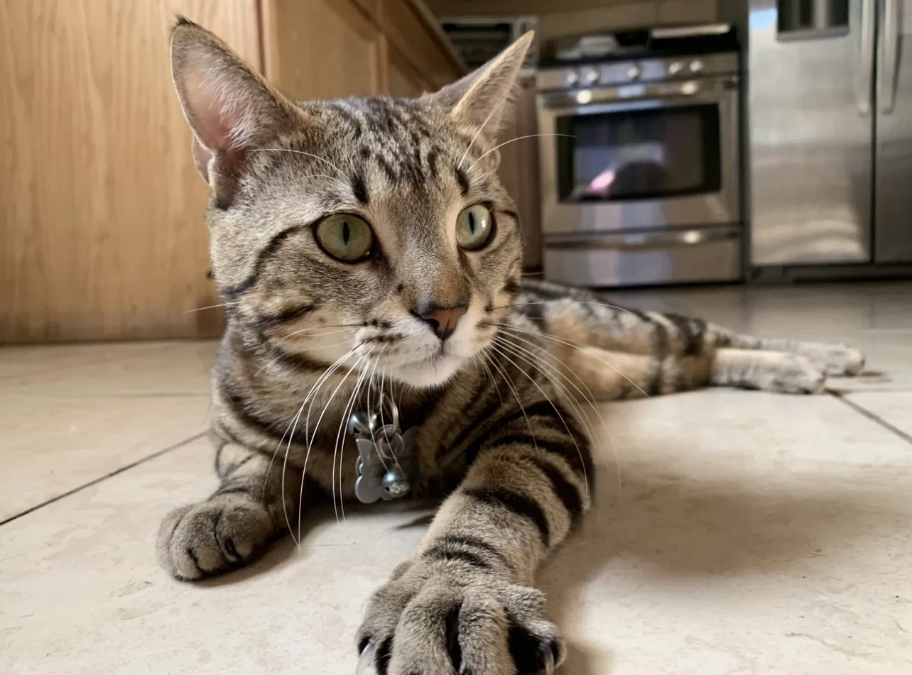 Lost cat in Saint Petersburg, FL, 33712