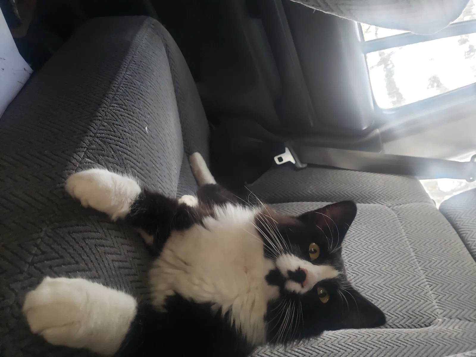 Lost cat in Bono, AR, 72416