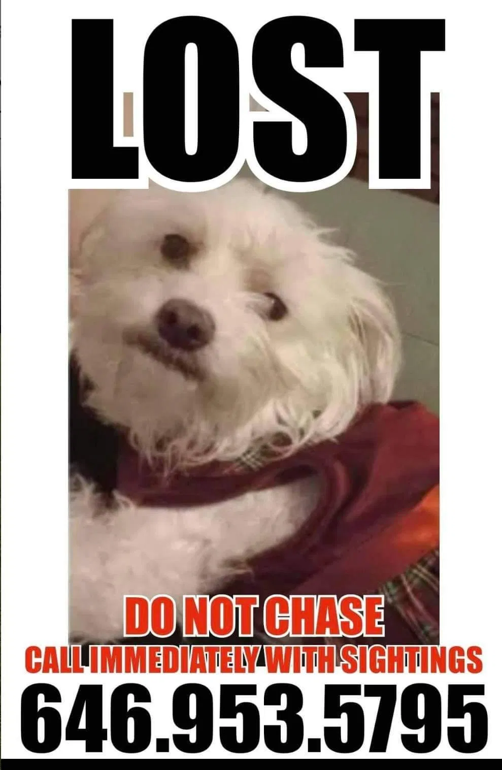Lost dog in Tarentum, PA, 15084