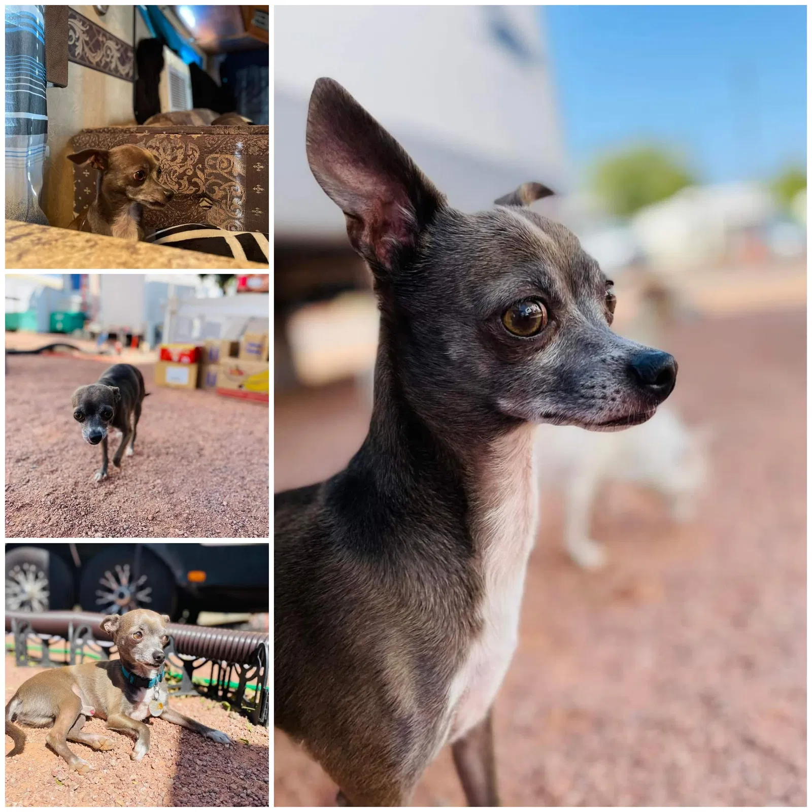 Lost dog in Las Vegas, NV, 89104