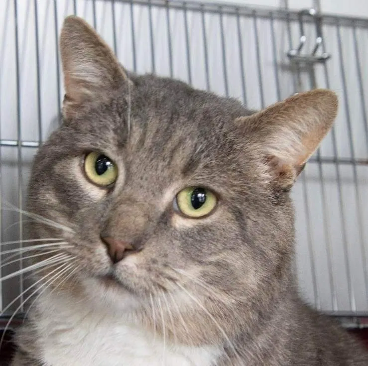 Lost cat in Danbury, CT, 6810