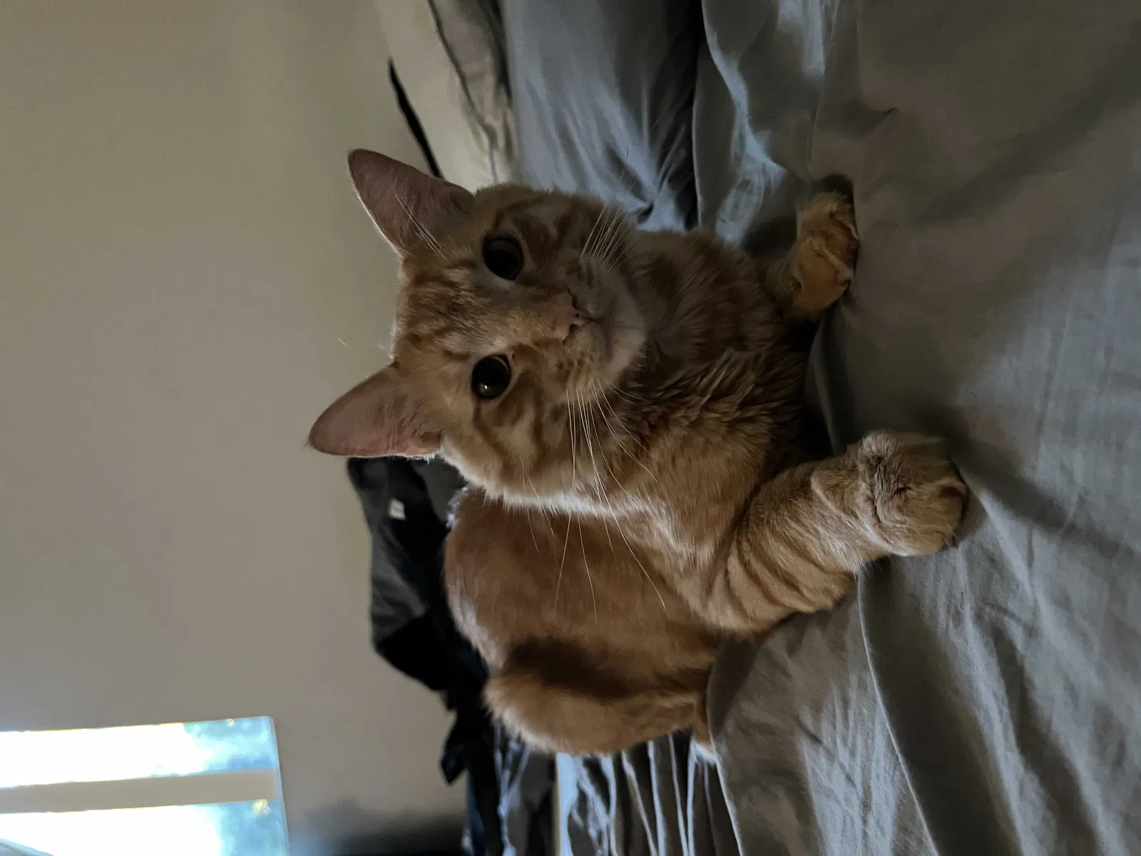 Lost cat in Cupertino, CA, 95014