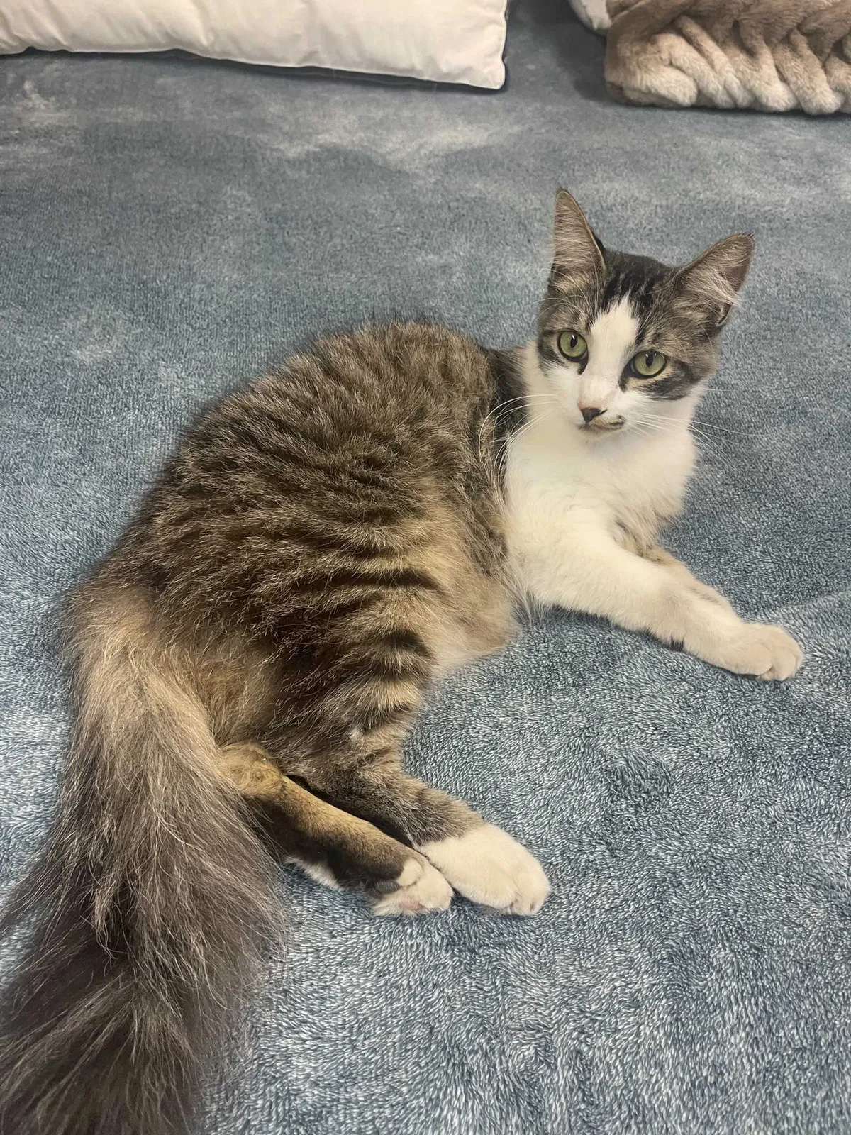 Lost cat in Los Angeles, CA, 90037