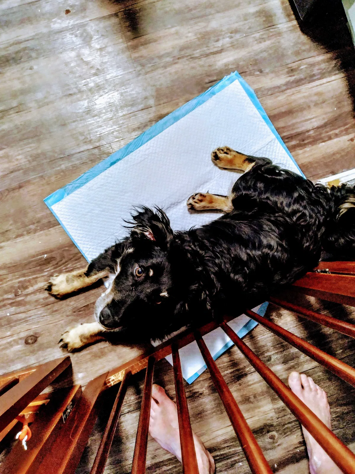 Lost dog in Broomfield, CO, 80020