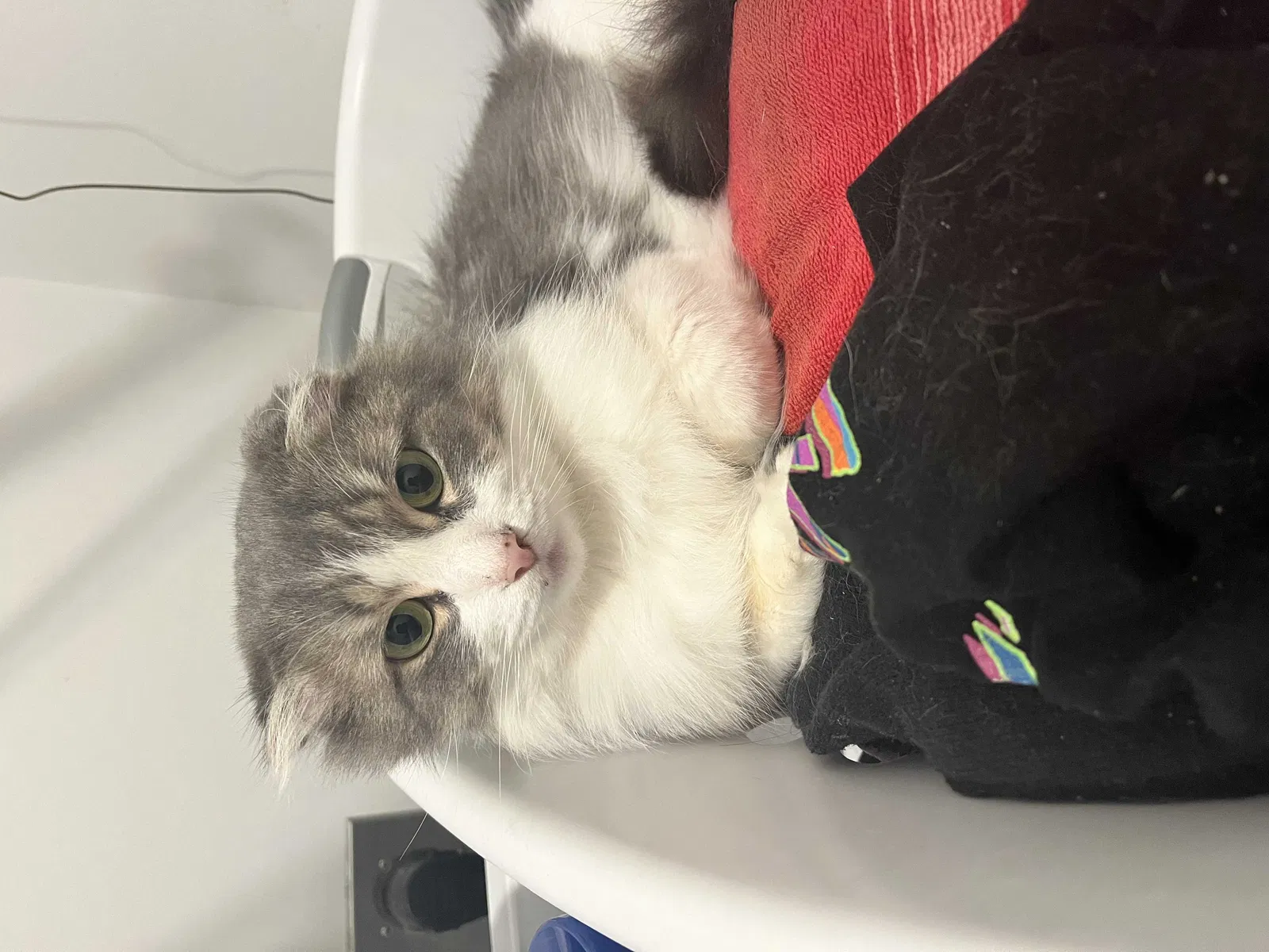Lost cat in Holland, MI, 49424