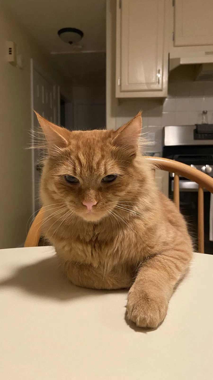 Lost cat in Cotuit, MA, 2635
