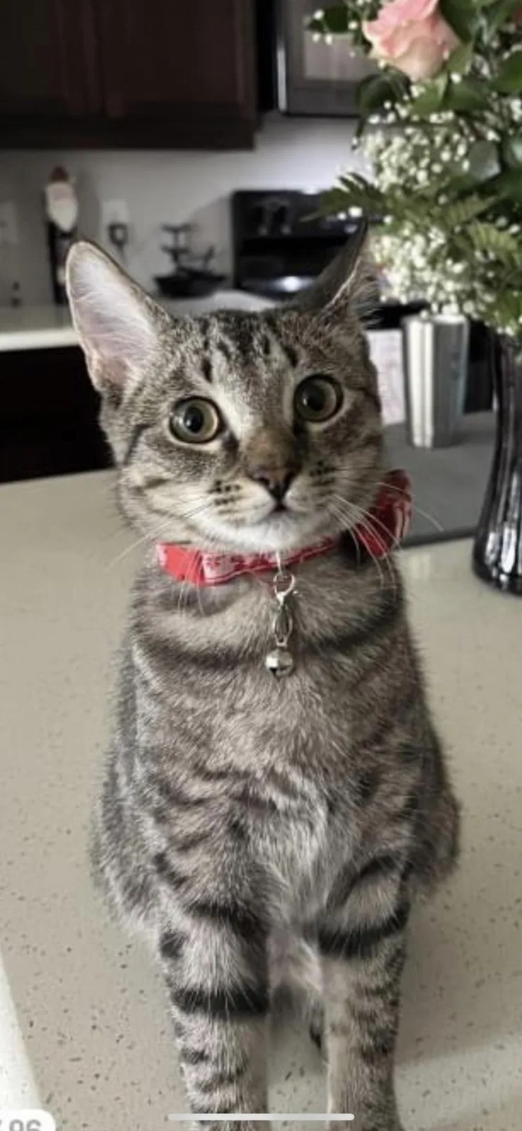 Lost cat in Cape Coral, FL, 33909
