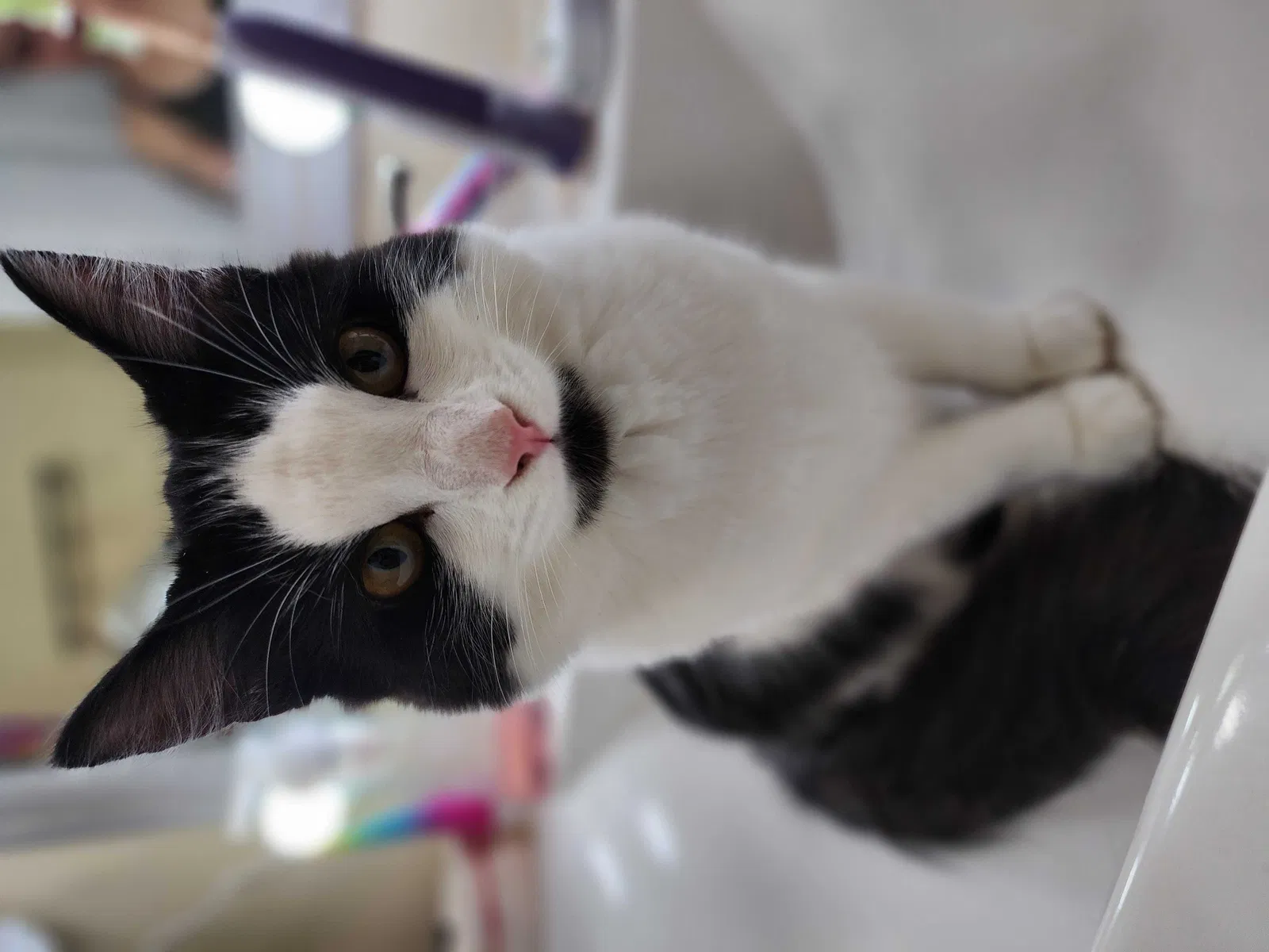 Lost cat in Battle Ground, WA, 98604