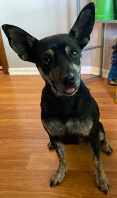 Lost dog in New Braunfels, TX, 78132