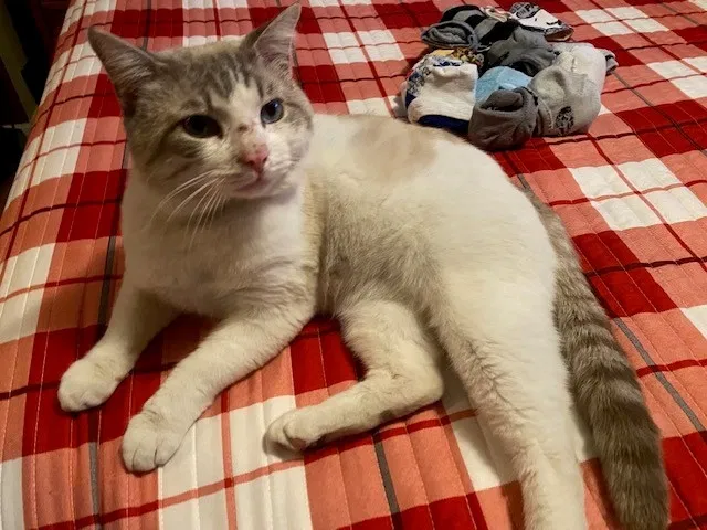 Lost cat in San Antonio, TX, 78224