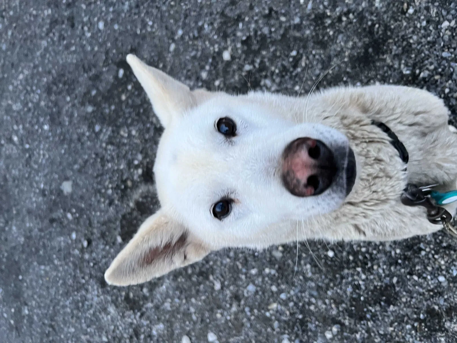 Lost dog in Central Valley, NY, 10917