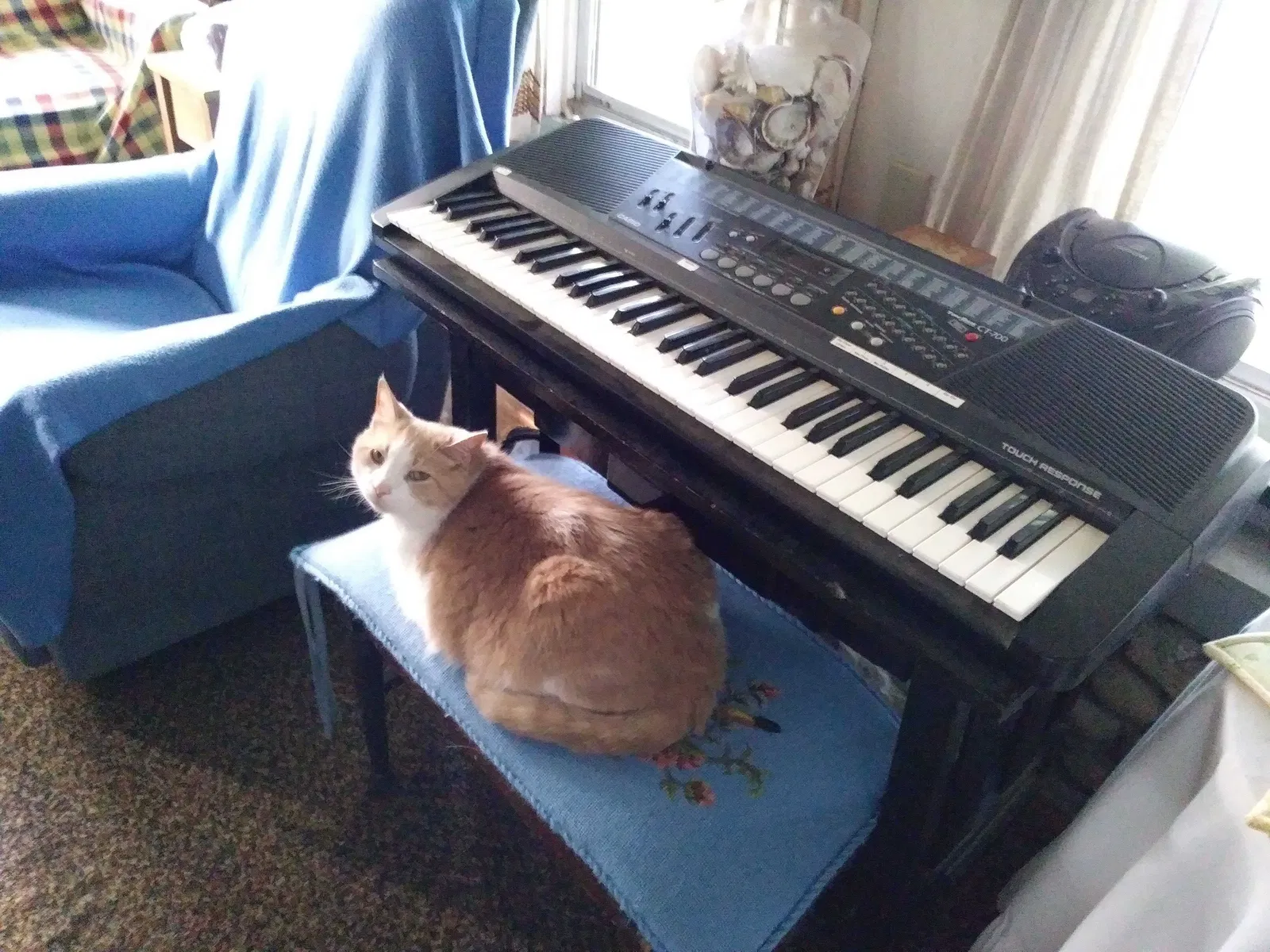 Lost cat in Louisville, KY, 40291