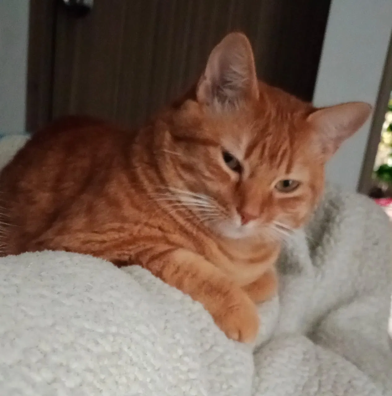 Lost cat in Winthrop, MA, 2152