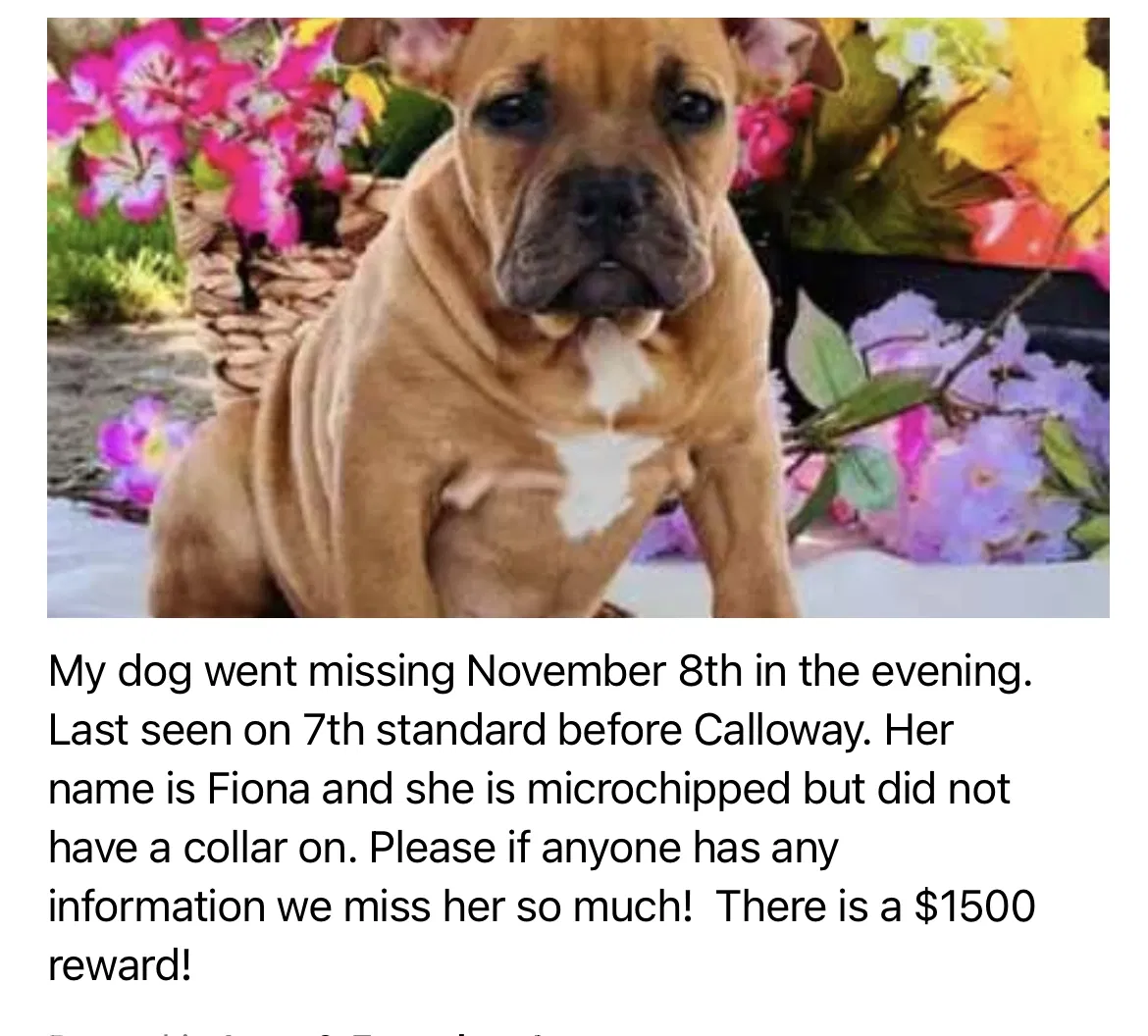 Lost dog in Bakersfield, CA, 93309