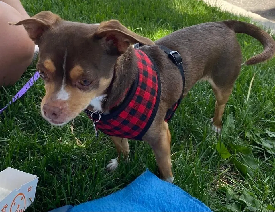 Lost dog in Reno, NV, 89502