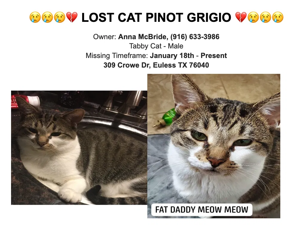 Lost cat in Euless, TX, 76040