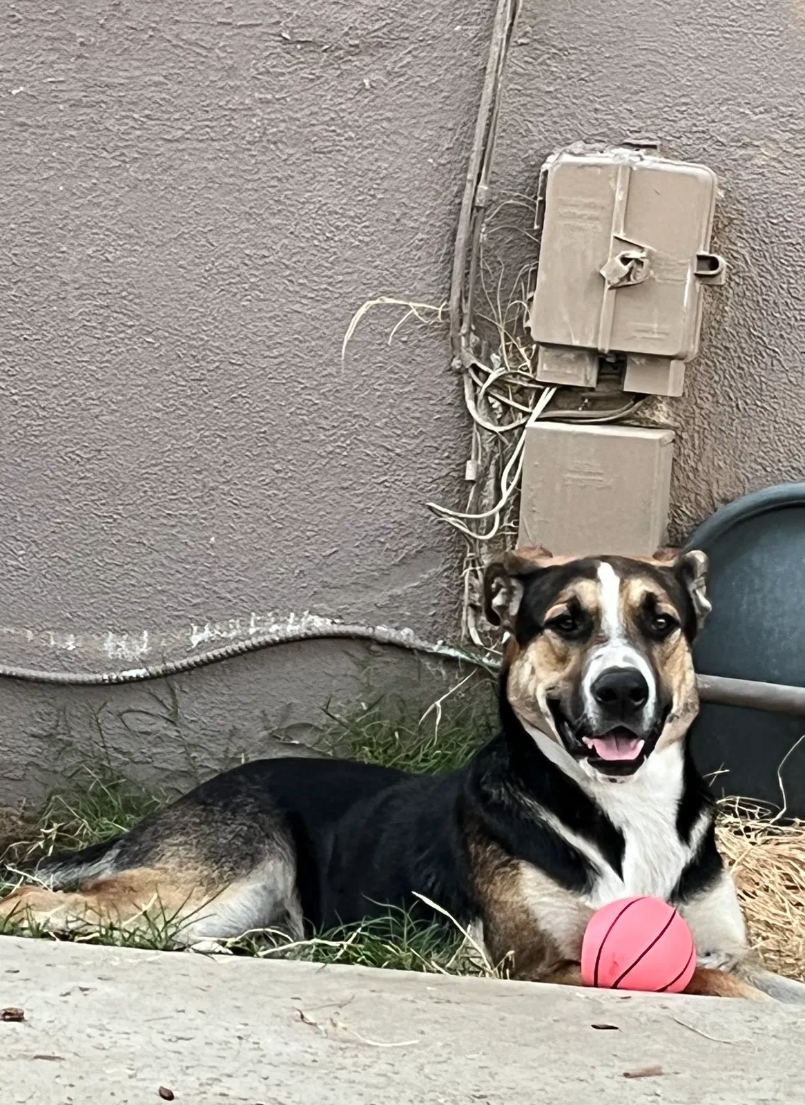 Lost dog in Bakersfield, CA, 93301