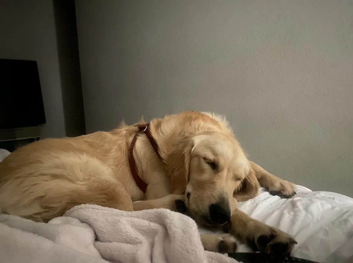 Lost dog in Houston, TX, 77012